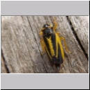 Evacanthus interruptus - Wiesenschmuckzikade 01a 6mm - auf dem Gipfel des Brocken-Harz.jpg